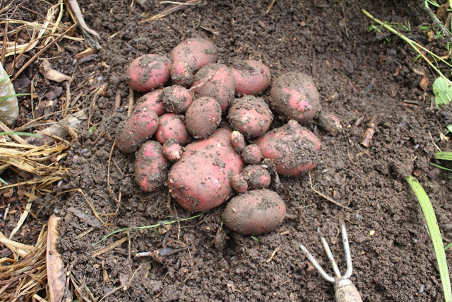 Panic spread due to fear of market shutdown, over-buying potatoes became expensive in West Bengal Panic spread due to fear of market shutdown, over-buying potatoes became expensive in West Bengal